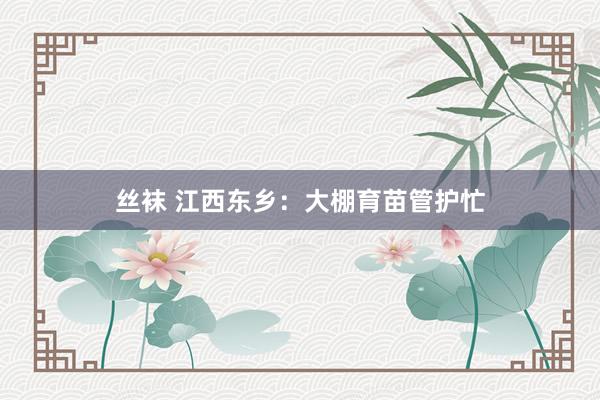 丝袜 江西东乡：大棚育苗管护忙