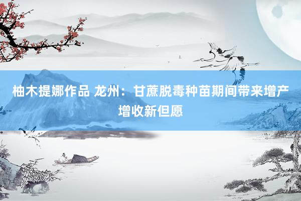 柚木提娜作品 龙州：甘蔗脱毒种苗期间带来增产增收新但愿